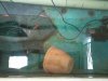 2011-04-11Pot5b.jpg