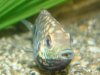 FISHY 013.jpg