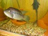 fishy 087.jpg