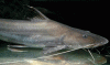 brachyplatystoma filamentosum.gif