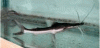 goslinia.gif