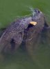 plecos.jpg