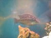 newfishes 005.JPG