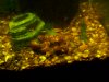 golden ramshorn snails 012.jpg
