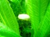 golden ramshorn snails 016.jpg
