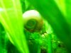 golden ramshorn snails 017.jpg
