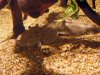 hystrix_02.jpg