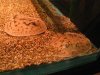 hystrix_06.jpg