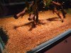 hystrix_07.jpg
