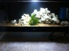 cichlid growout.jpg cichlid growout.jpg