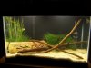 my fishh 328.jpg