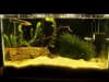 my fishh 474.jpg