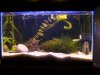 my fishh 584.jpg