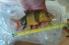 1 Clown Loach 7 Measured.JPG