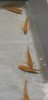 2011-04-18 Gold Gourami.jpg