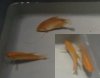2011-04-18 Gold Gourami3.jpg