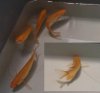 2011-04-18 Gold Gourami5.jpg