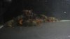 DSC01039.JPG