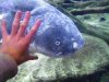 catfish hand.JPG
