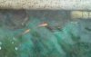 2011-04-18 Gold Gourami2 in Sump.jpg
