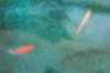 2011-04-18 Gold Gourami3 in sump.jpg