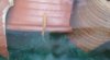 2011-04-18 Gold Gourami4 in Sump.jpg