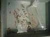 2011-04-24 Feeder and New Tigerbarb Albino1.jpg