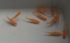 2011-04-24 TigerBarb Albino3.jpg