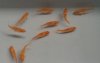 2011-04-24 Tigerbarb albino4.jpg