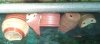 2011-04-21 New Pot and Pans.jpg