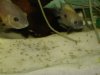 Babies 012.JPG
