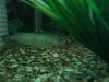 fish 027.jpg