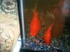 583 Fat Goldfish.jpg