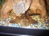 349 75gal Pleco.jpg