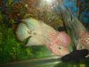fwflowerhorn1304211615.jpg