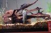 fish 024.jpg