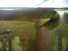arowanas 037.jpg arowanas 037.jpg