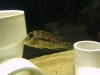 WP_000628.jpg