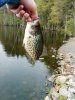 Black Crappie.JPG