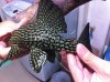 plec 3.jpg plec 3.jpg