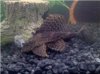 pleco2.jpg