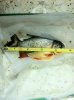 4%22 Pacu.jpg