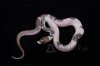 Pied Retic.jpg