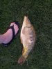 carp.jpg carp.jpg