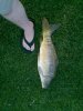 carp2.jpg carp2.jpg