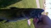 catfish1.JPG catfish1.JPG