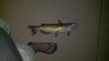 catfish2.JPG catfish2.JPG