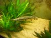 arowanas 026.jpg