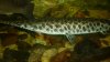 arowanas 067.jpg