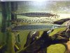 arowanas 080.jpg